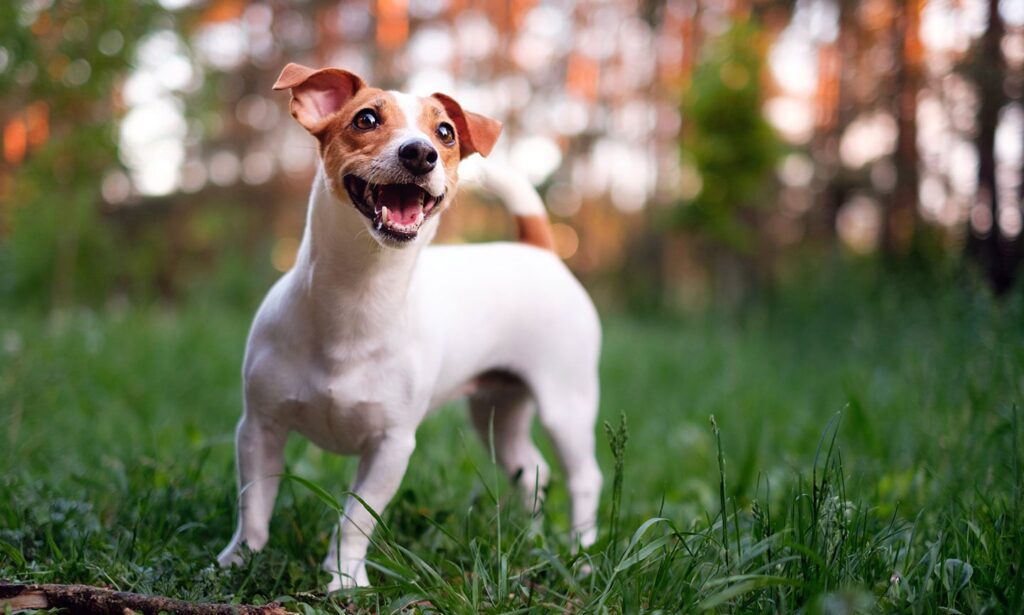 Jack Russell Terrier: Dog Breed Characteristics & Care-WildCreaturey