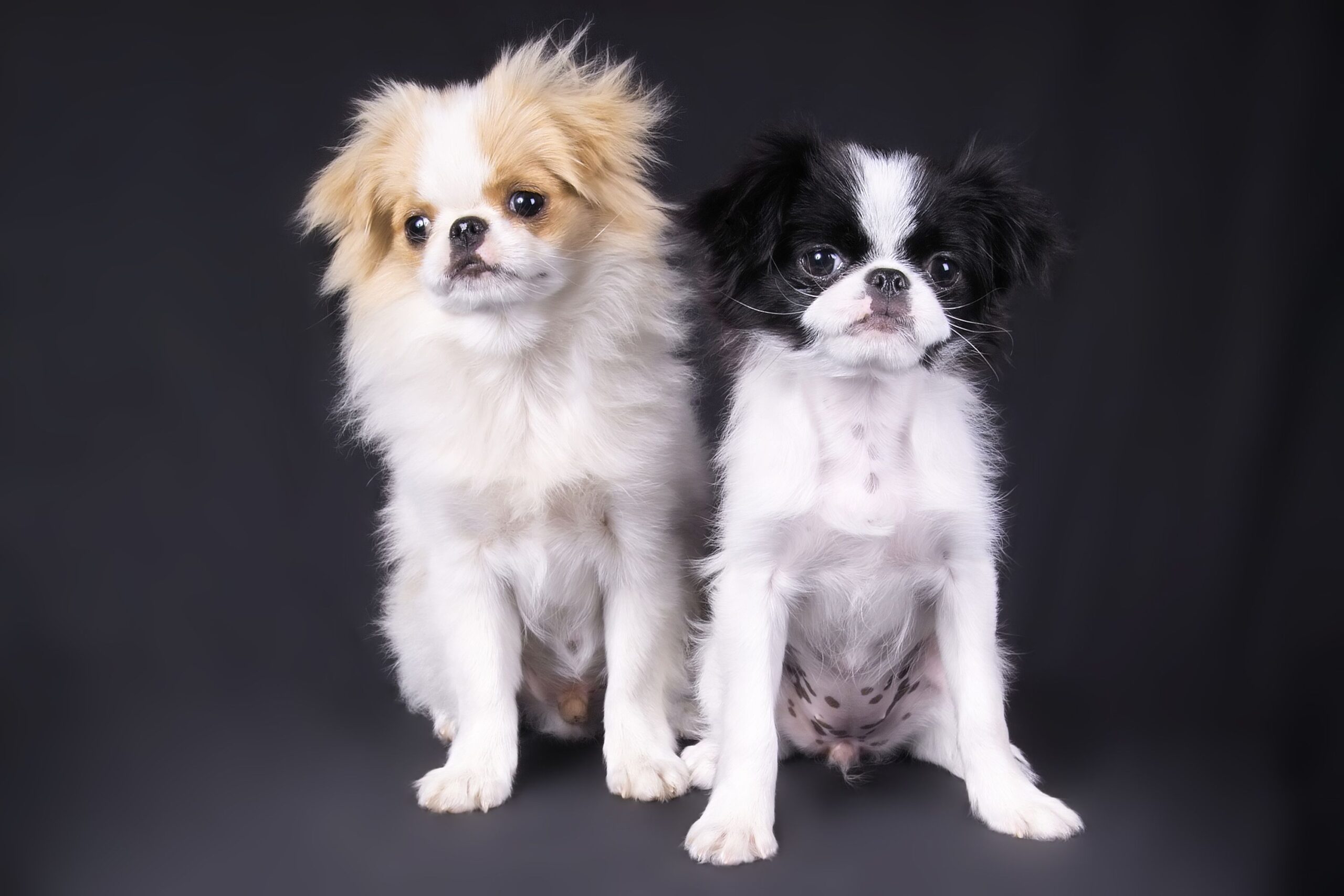 Japanese Chin (Japanese Spaniel): Dog Breed Characteristics & Care-WildCreaturey