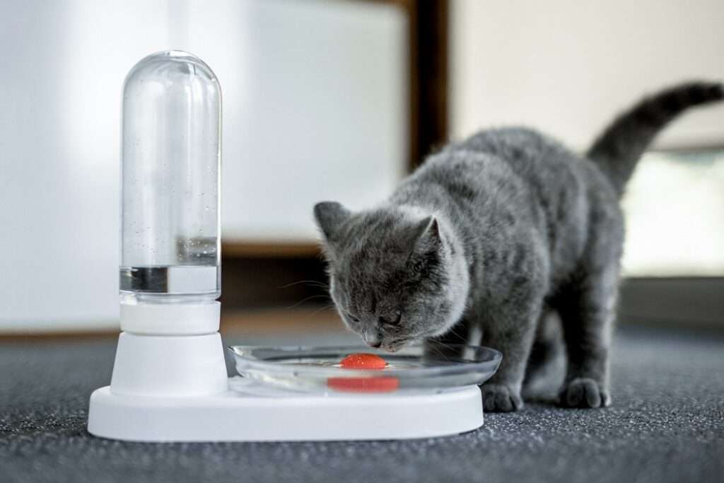 Keep Your Cat Hydrated with These Bowls