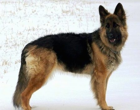 King Shepherd: Dog Breed Characteristics & Care-WildCreaturey