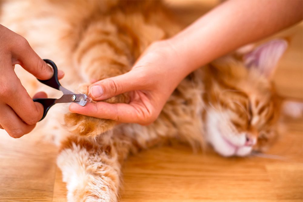 How to Manage Your Cat's Claws