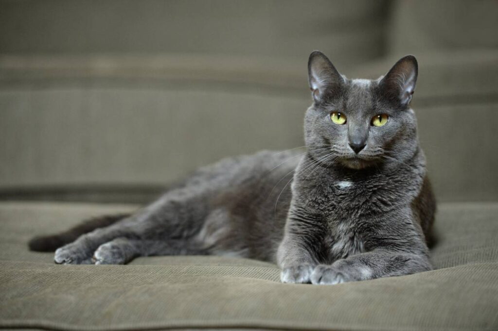 Korat Cats: Thailand's Lucky Feline Charms