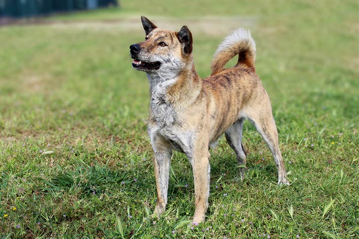 Korean Jindo: Dog Breed Characteristics & Care-WildCreaturey