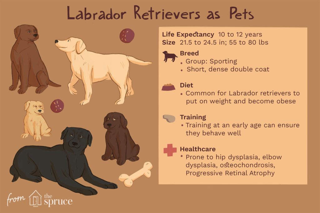 Labrador Retriever (Lab): Dog Breed Characteristics & Care-WildCreaturey