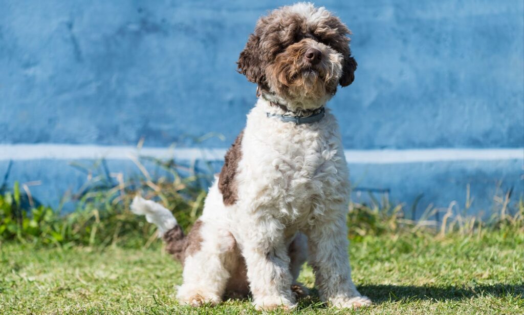 Lagotto Romagnolo: Dog Breed Characteristics & Care-WildCreaturey