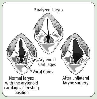 Laryngeal Paralysis in Dogs-WildCreaturey