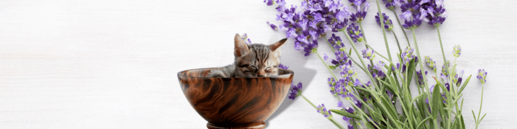 Lavender and Cats: A Safe Combo or Not?