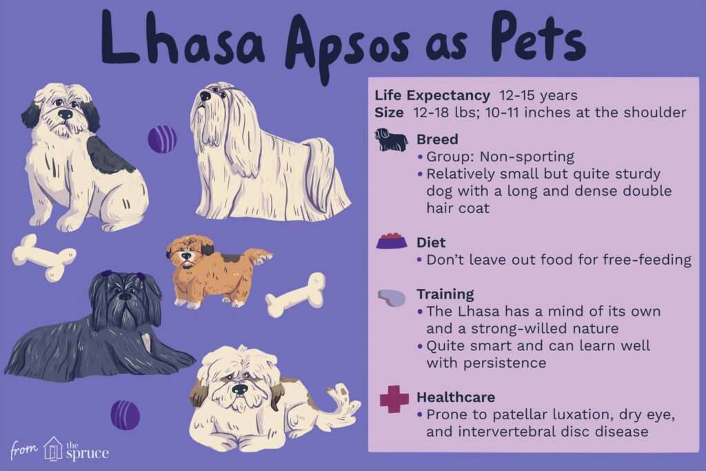 Lhasa Apso: Dog Breed Characteristics & Care-WildCreaturey
