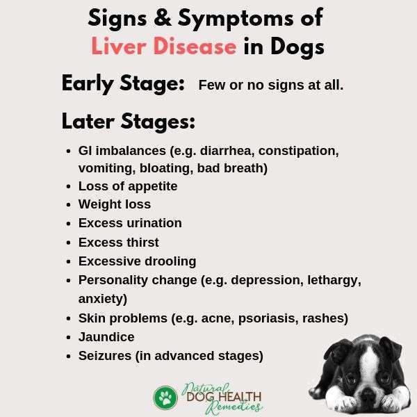 Liver Disease in Dogs-WildCreaturey