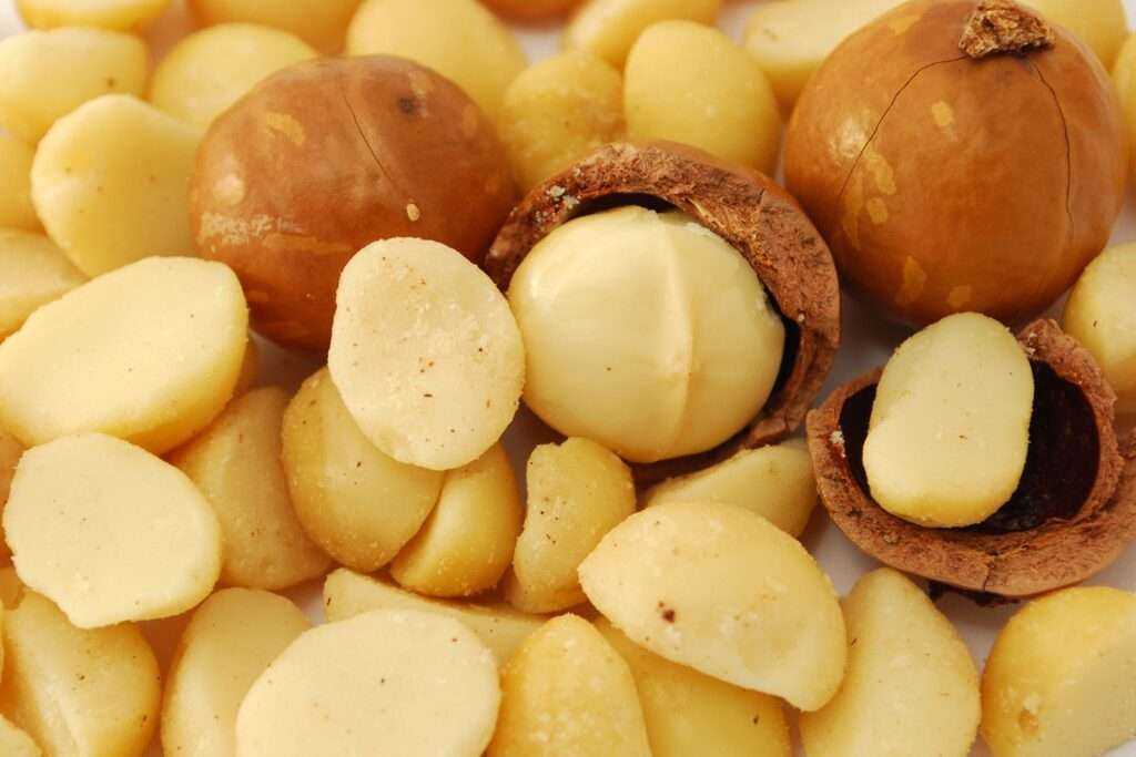 Macadamia Nuts and other Nuts That Are Toxic to Dogs-WildCreaturey