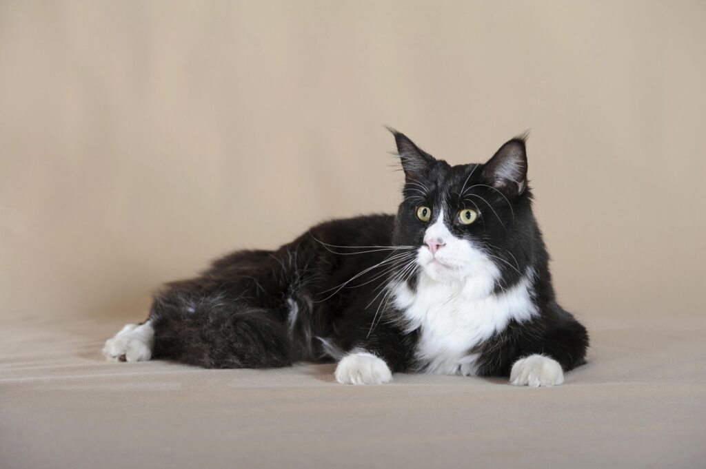 Stylish Duo: Cat Breeds With Classic Black and White Coloring