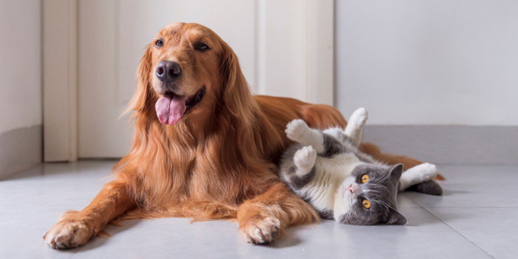 Making Friends: Introducing Cats to New Dogs