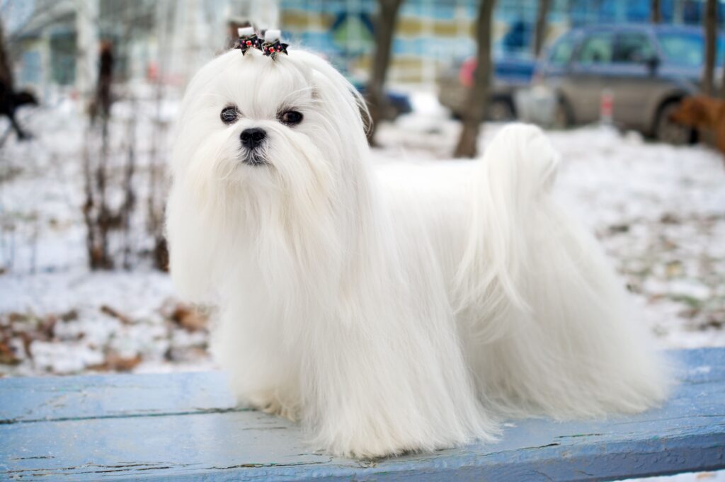 Maltese: Dog Breed Characteristics & Care-WildCreaturey