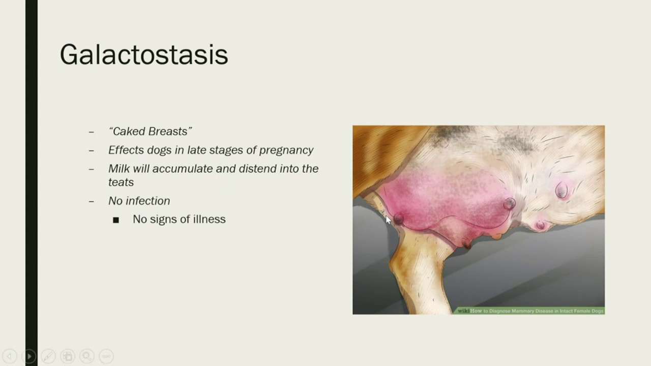 Mastitis in Dogs-WildCreaturey