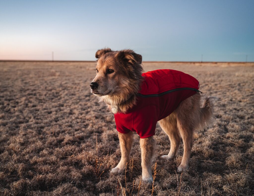 Meet Savannah: The First Dog to Walk Around the World-WildCreaturey