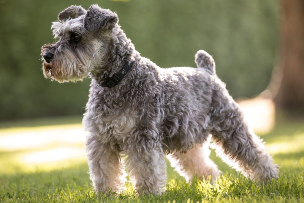 Miniature Schnauzer: Dog Breed Characteristics & Care-WildCreaturey