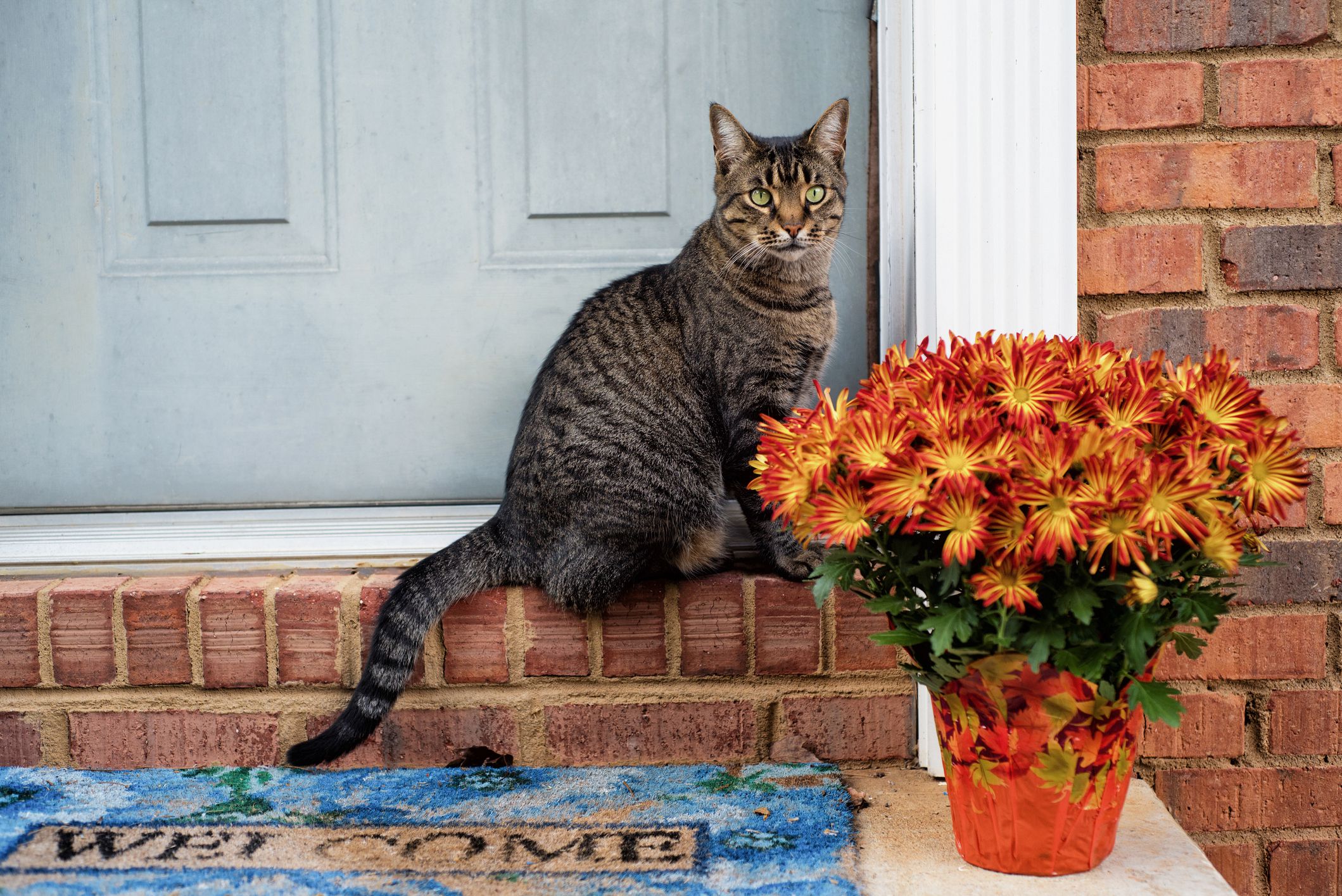 Mums and Cats: A Toxic Mix