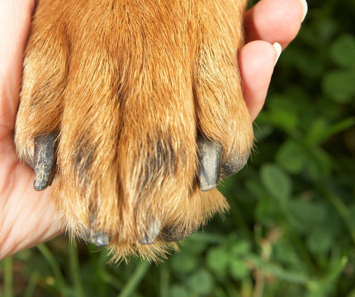 Nail Problems in Dogs-WildCreaturey