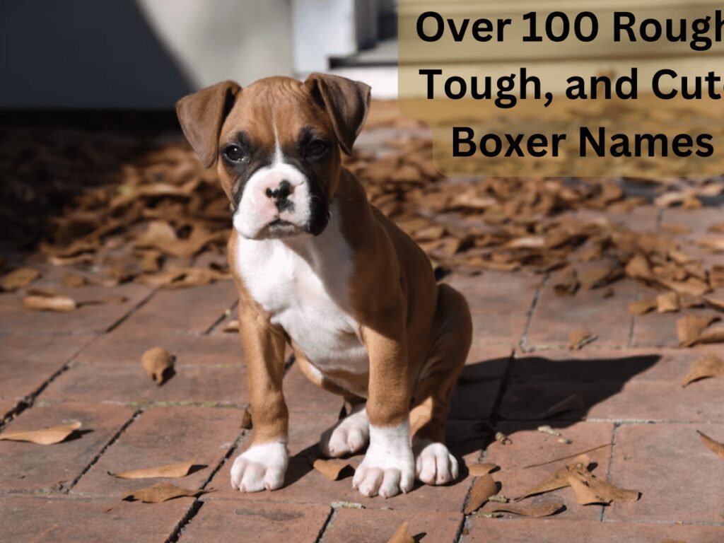 Names For Boxer Dogs-WildCreaturey