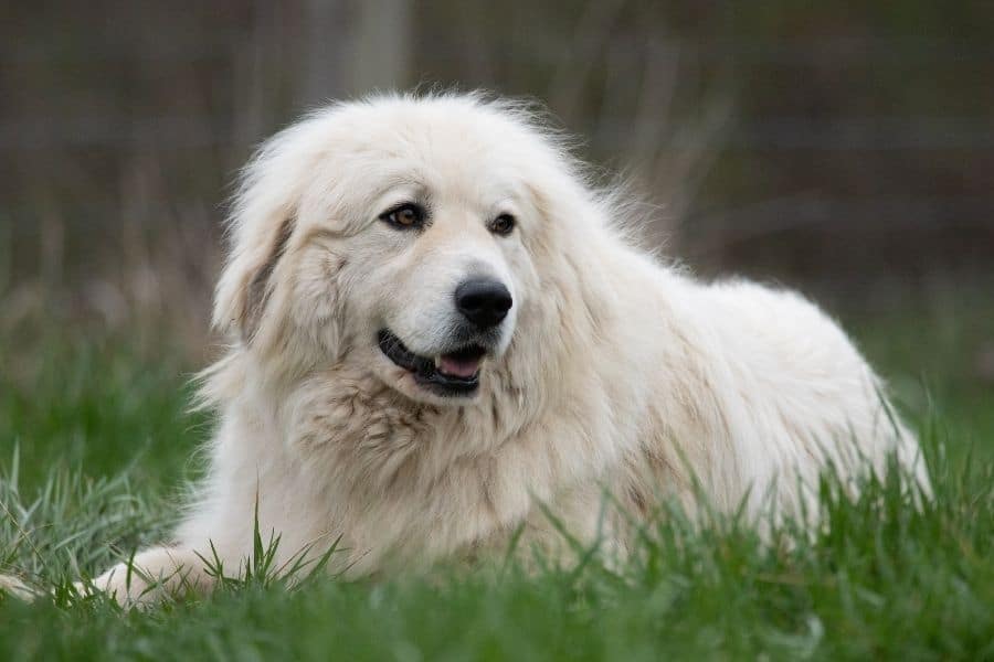 Names for a Great Pyrenees-WildCreaturey