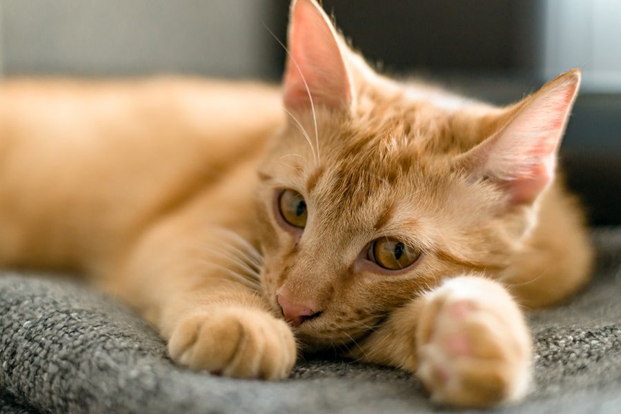 Navigating Epilepsy in Cats: A Care Guide