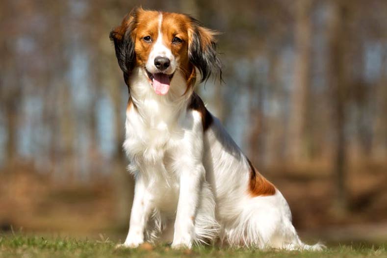 Nederlandse Kooikerhondje (Kooiker): Dog Breed Characteristics & Care-WildCreaturey