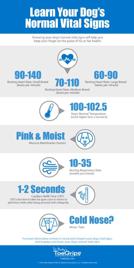 Normal Temperature Heart and Respiratory Rates in Dogs-WildCreaturey