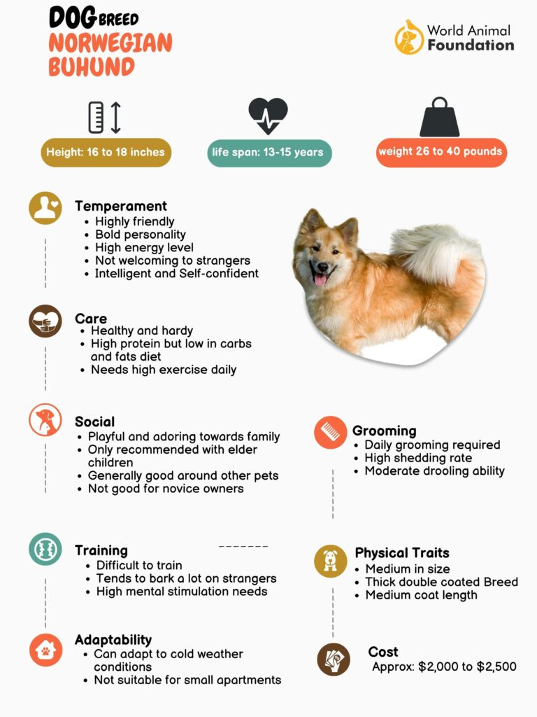 Norwegian Buhund: Dog Breed Characteristics & Care-WildCreaturey