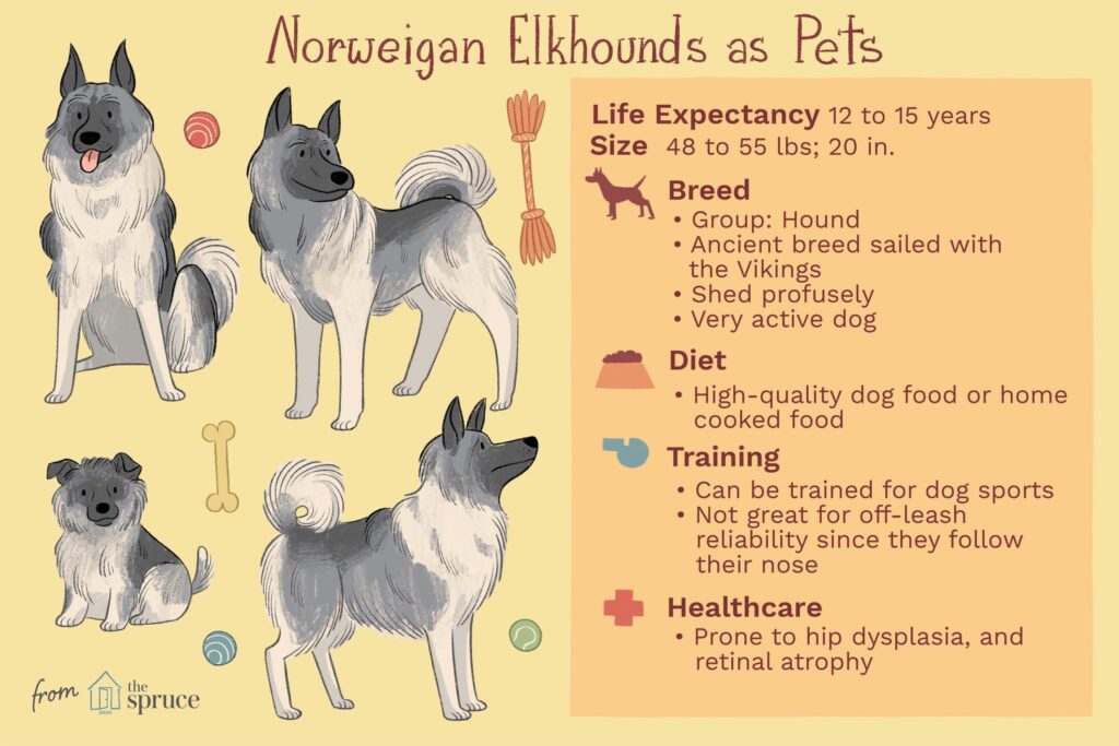 Norwegian Elkhound: Dog Breed Characteristics & Care-WildCreaturey