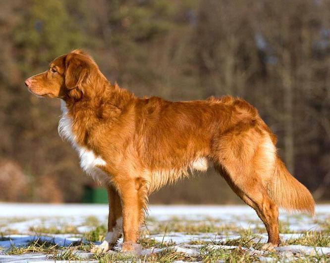 Nova Scotia Duck Tolling Retriever (Toller): Dog Breed Characteristics & Care-WildCreaturey