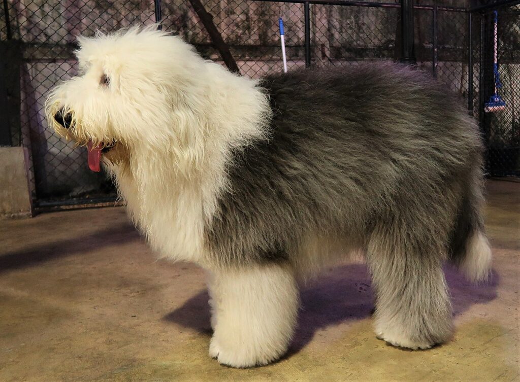 Old English Sheepdog: Dog Breed Characteristics & Care-WildCreaturey