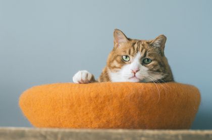 54 Orange Girl Cat Names