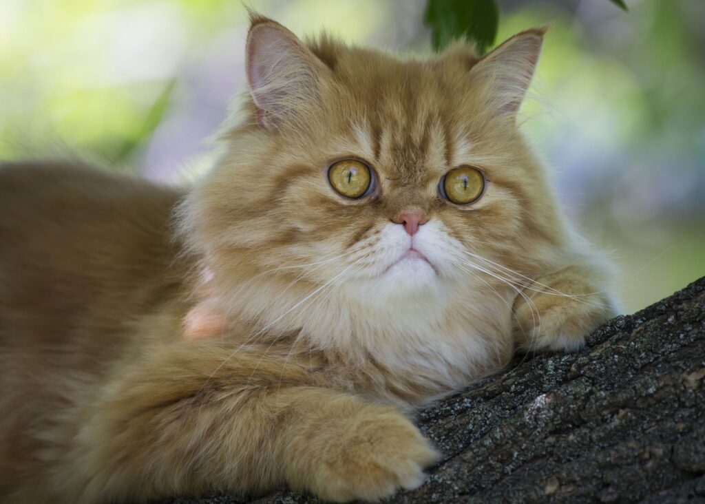 15 Best Adorable Names for Persian Cats