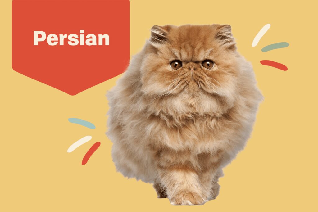 Persian Cat Elegance: A Comprehensive Breed Profile & Care Guide