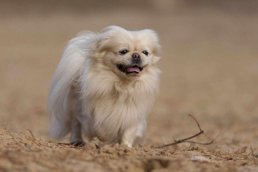 Pekingese (Peke): Dog Breed Characteristics & Care-WildCreaturey