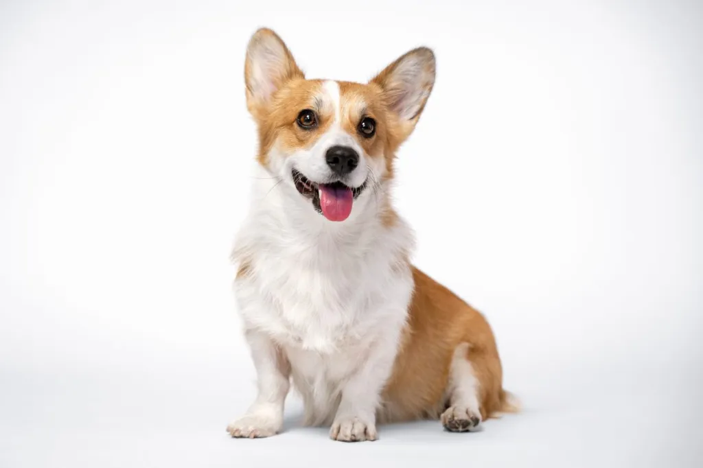 Pembroke Welsh Corgi: Dog Breed Characteristics & Care-WildCreaturey