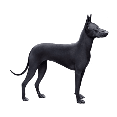 Peruvian Inca Orchid: Dog Breed Characteristics & Care-WildCreaturey