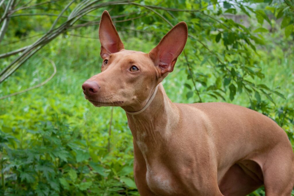 Pharaoh Hound: Dog Breed Characteristics & Care-WildCreaturey