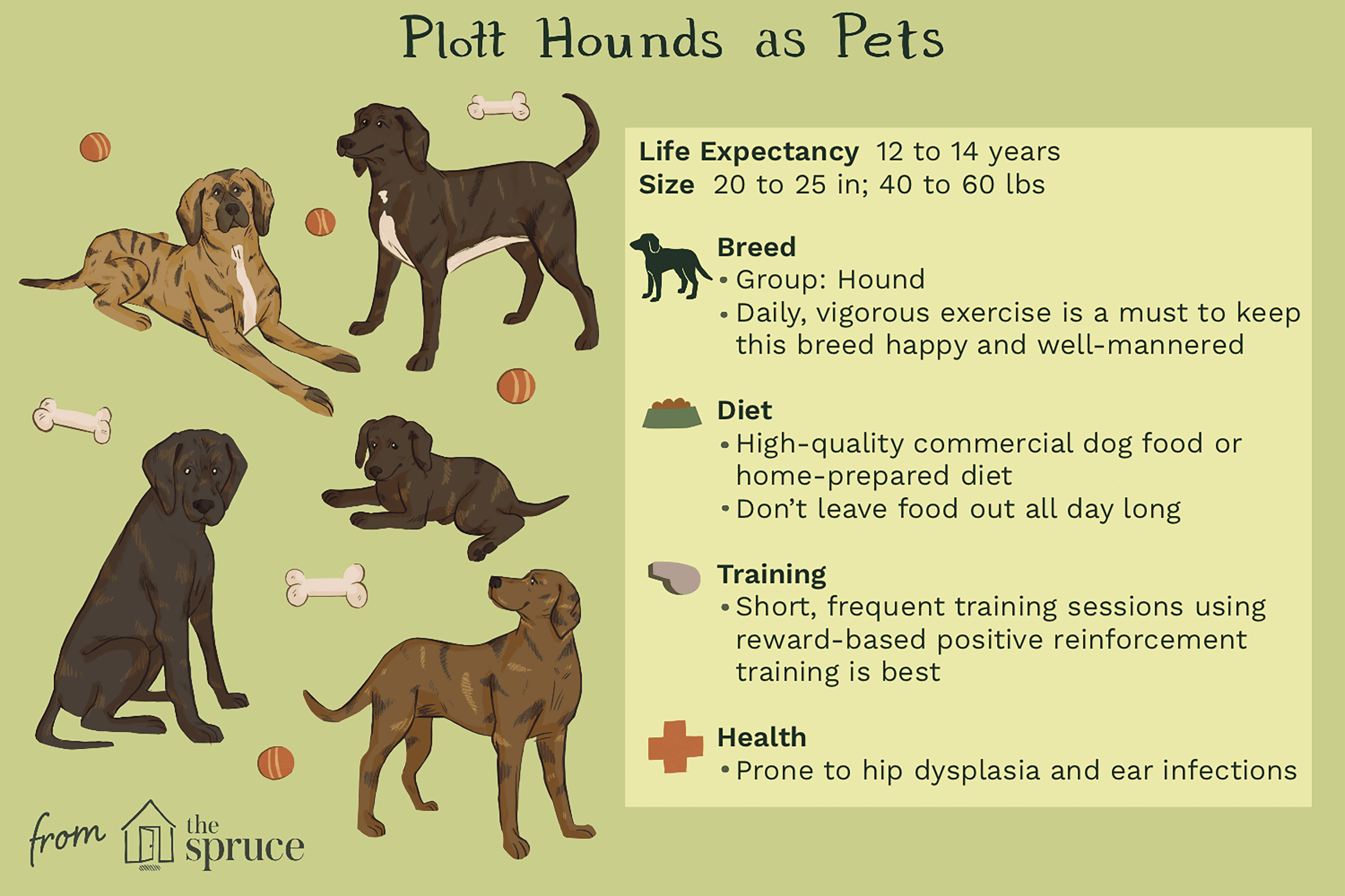 Plott Hound: Dog Breed Characteristics & Care-WildCreaturey