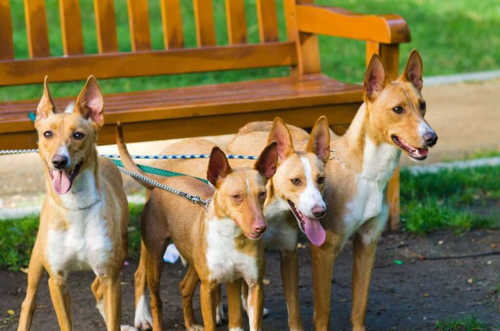 Podenco (Pods): Dog Breed Characteristics & Care-WildCreaturey