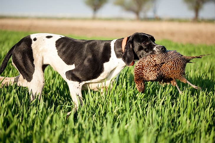 Pointer: Dog Breed Characteristics & Care-WildCreaturey