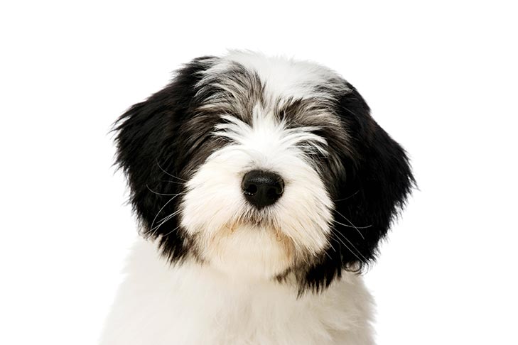 Polish Lowland Sheepdog (PON): Breed Characteristics & Care-WildCreaturey