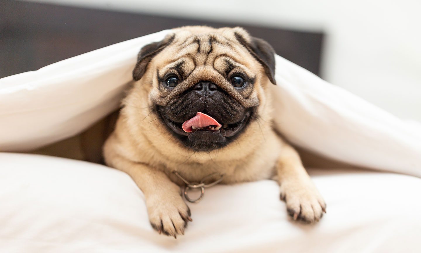 Pug: Dog Breed Characteristics & Care-WildCreaturey