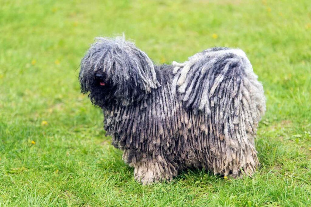 Puli: Dog Breed Characteristics & Care-WildCreaturey