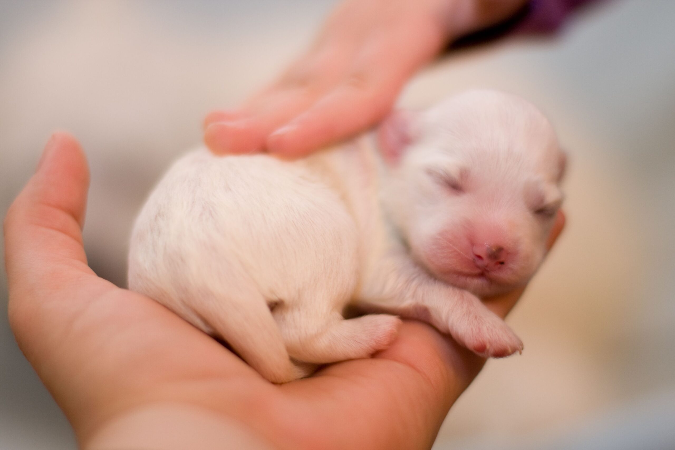 Puppy Development From Newborn to One Week Old-WildCreaturey