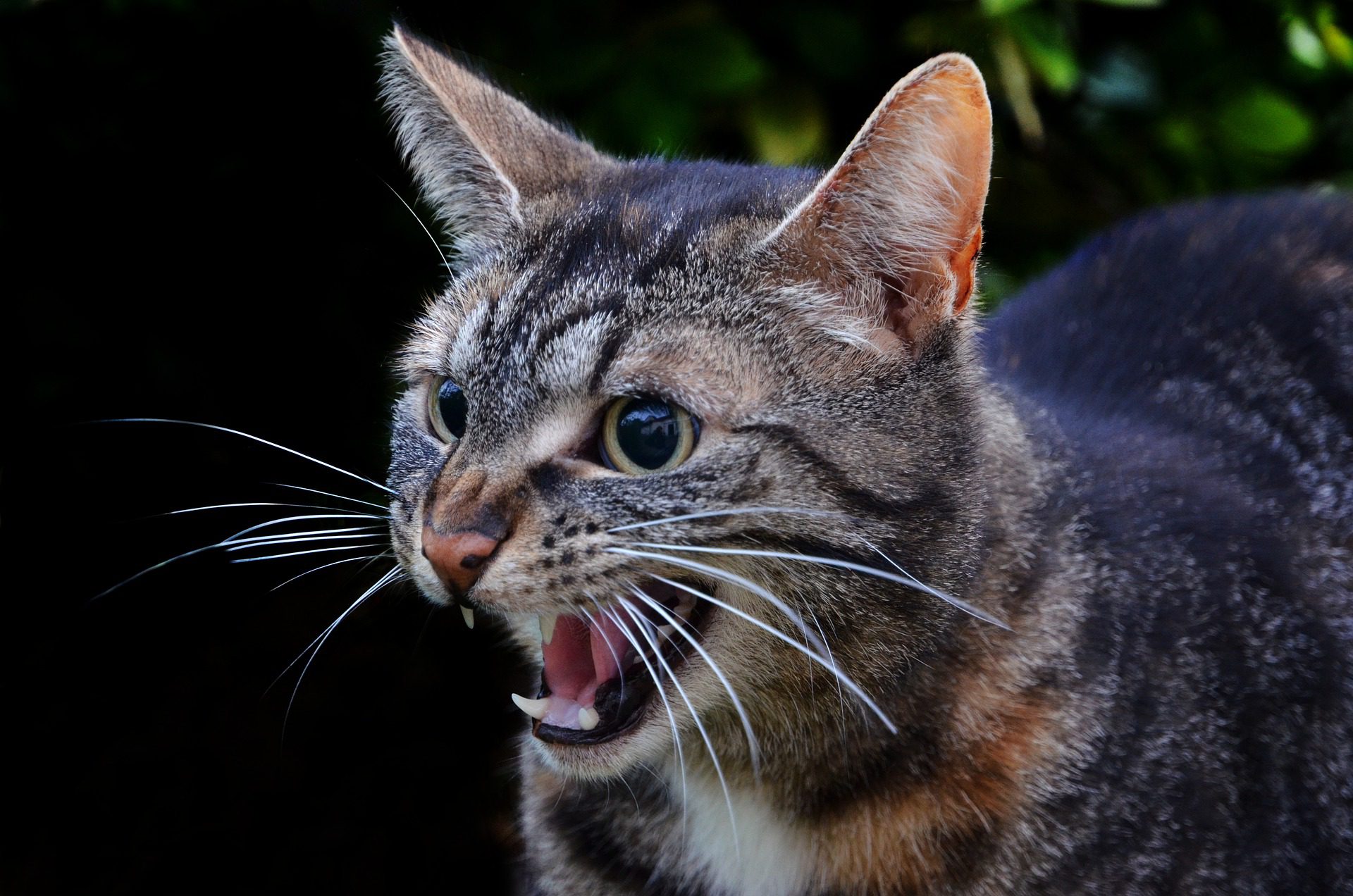 Rabies Alert: Recognizing the Signs in Cats