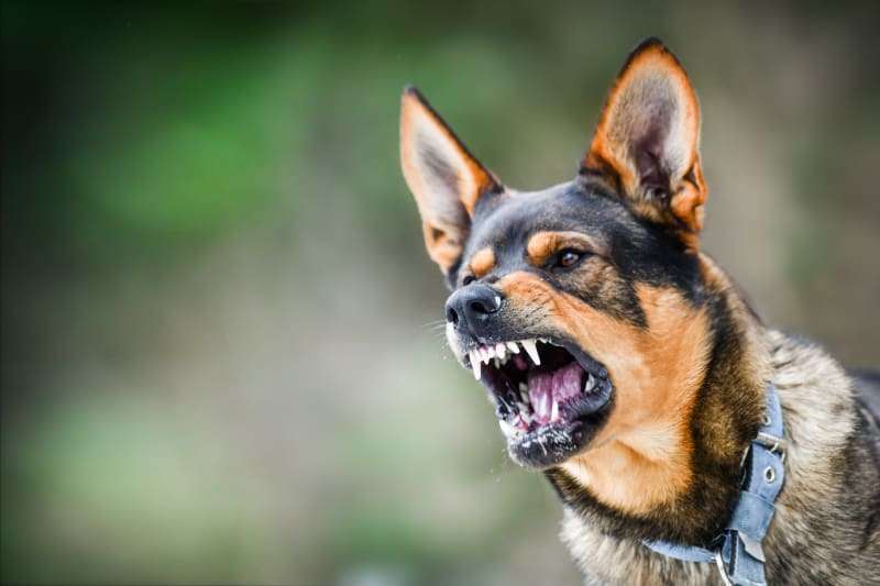 Rabies in Dogs-WildCreaturey