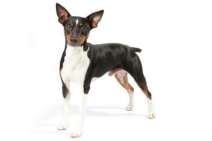 Rat Terrier: Dog Breed Characteristics & Care-WildCreaturey