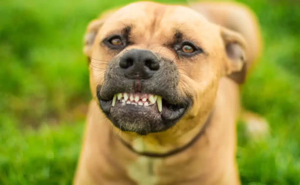 Reasons Why Dogs Grind Their Teeth-WildCreaturey