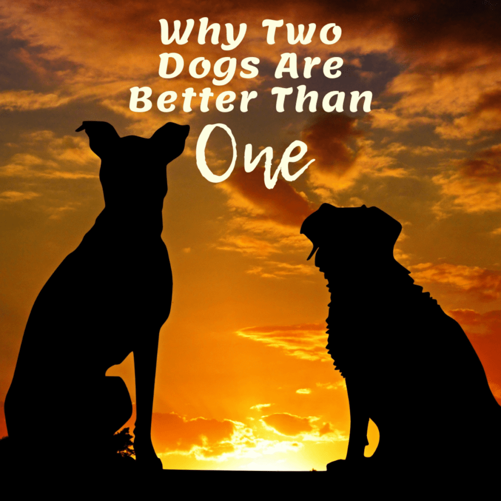 Reasons Why Two Dogs Are Better Than One-WildCreaturey